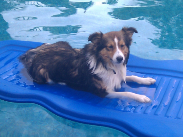 Rylie relaxing on a pool float.