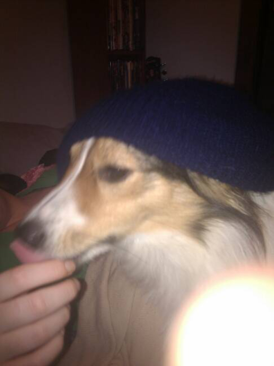 Rylie wearing a beanie and licking my hand.