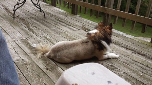 Rylie hanging out on the porch after a very bad haircut.
