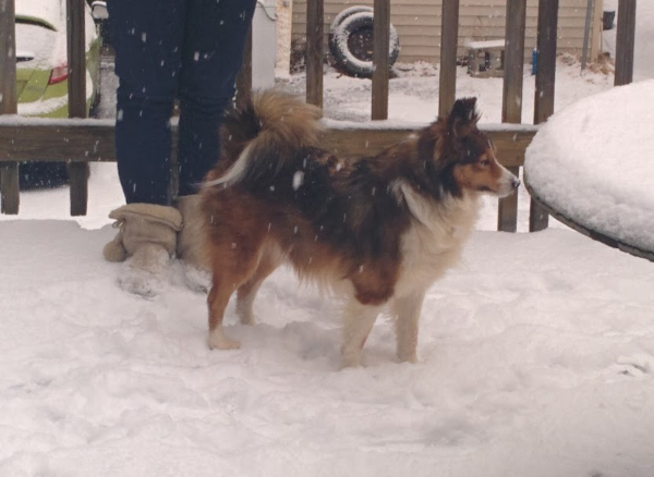 Rylie playing in the snow.